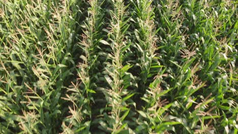 Corn-fields-recorded-with-a-drone-on-a-sunny-day