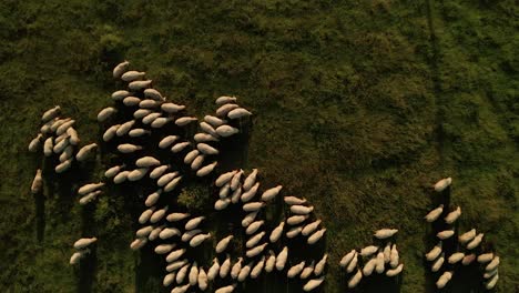 calm summer evening aerial top down view of a herd of white sheep grazing on a meadow