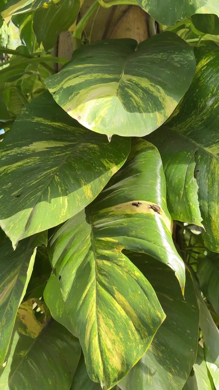 Primo piano di foglie di Pothos variegato alla luce naturale del sole.