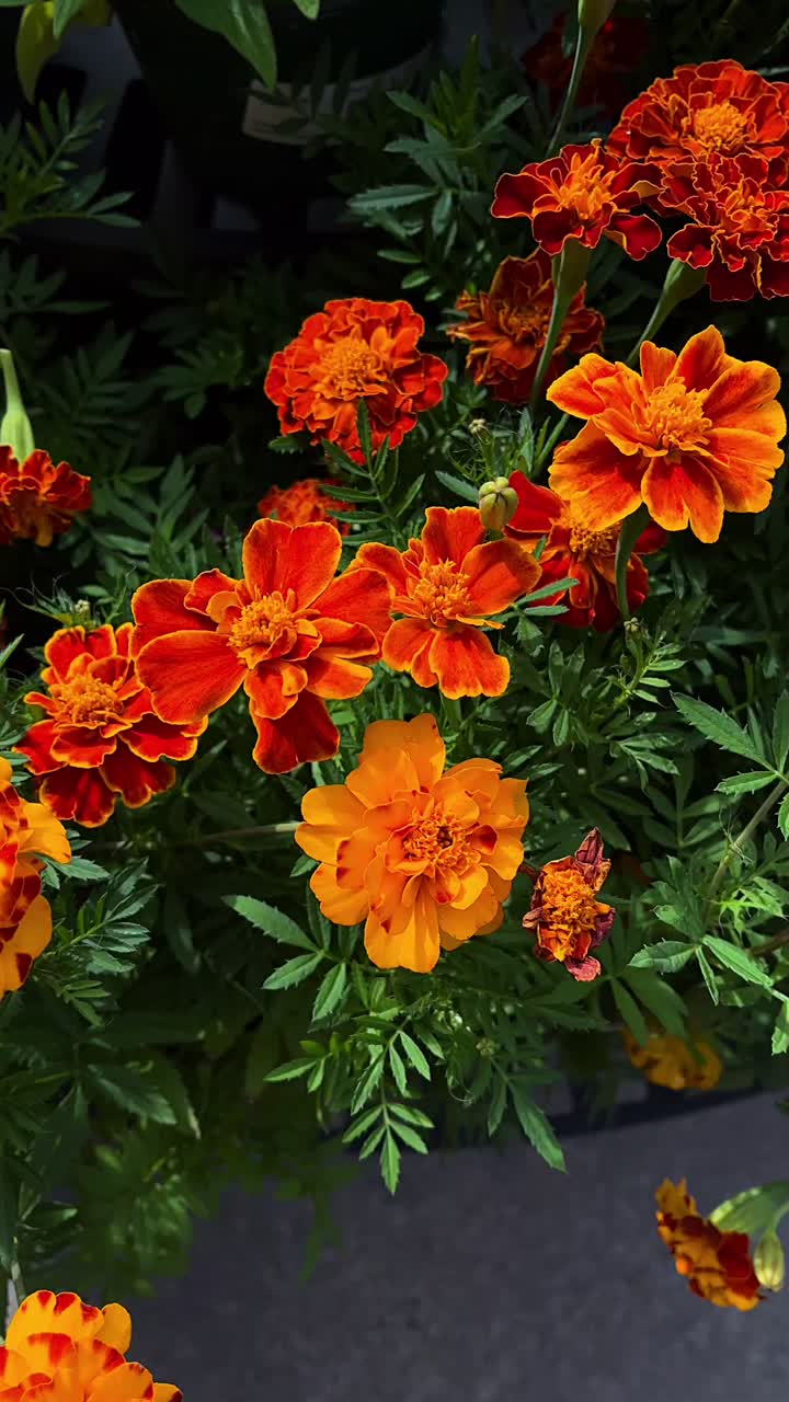 오렌지색과 빨간색 마리골드 꽃
