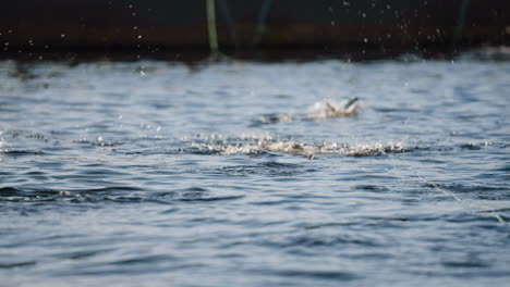 salmon farming in marine pens