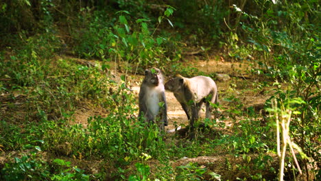 Wild-monkeys-in-jungle-of-Lombok-island,-Indonesia,-handheld-view