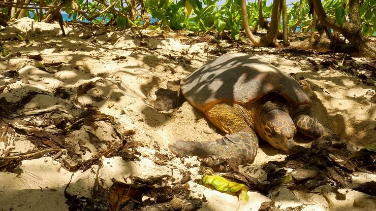 Wide shut of sea turtle in sand, building a nest