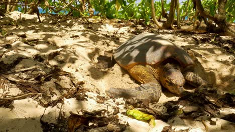 wide shut of sea turtle in sand, building a nest