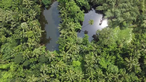 deep green forest at rainy season