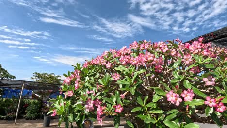 pink flowers sway gently in the breeze.