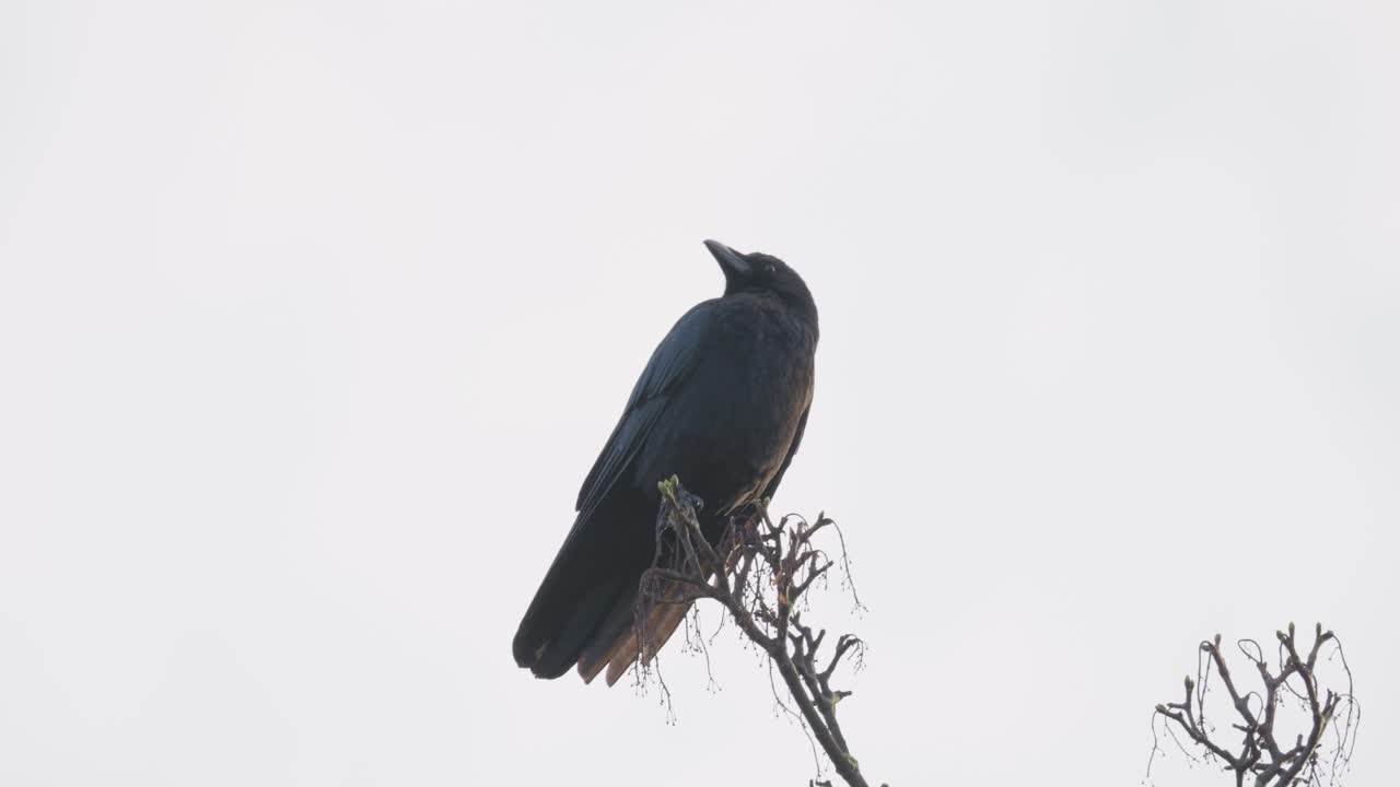 pájaro negro, cuervo o cuervo sentado en una rama en lo alto de un árbol