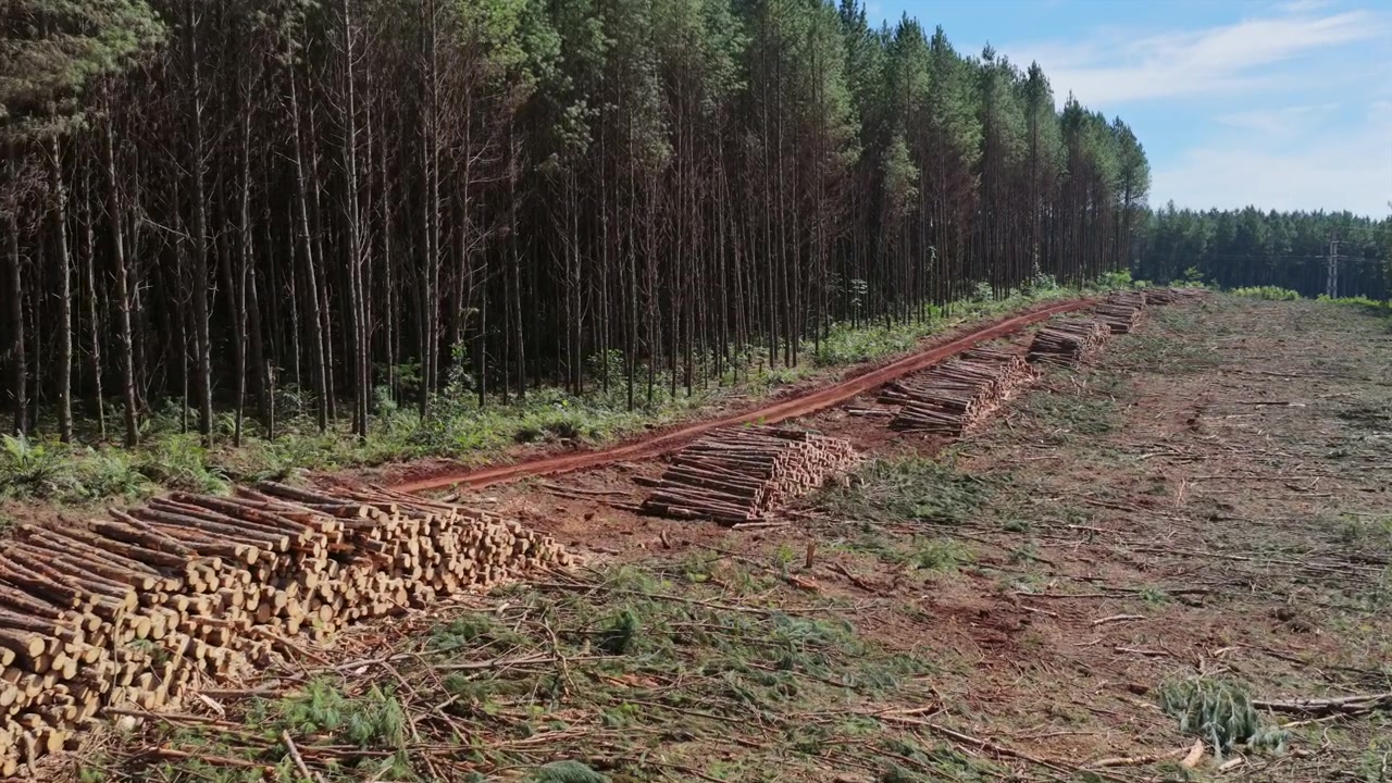 Volo lento di drone su tronchi di pino raccolti, piantagione commerciale di legname, industria del legno nel terreno rosso sudamericano
