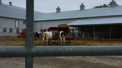 wide shot over steel gate of cows standing at a red feeding trough on a public farm