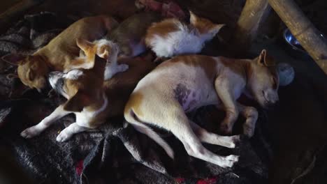 Group-of-animals-in-shelter,-sleeping-together-under-the-table