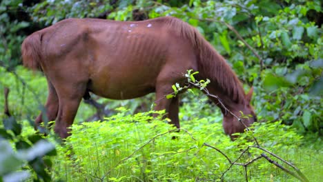 hors-eating-grass-in-forest