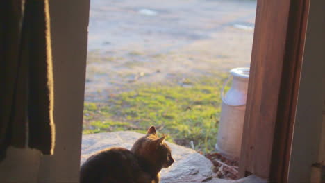 Cat-sitting-in-a-doorway-of-a-horse-stable-in-the-sunset,-looking-out-over-the-land