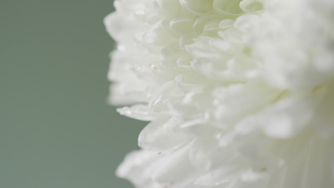 녹색 배경에 복사 공간과 함께  꽃의 클로즈업 비디오