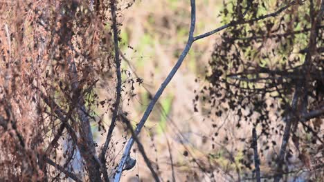 El-Pájaro-Carpintero-De-Pecho-Rayado-Dendrocopos-Atratus-Visto-Bajando-Y-Subiendo-Por-La-Rama-De-Un-árbol-Picoteando-Algo-De-Comida-Y-Luego-Desaparece,-Tailandia