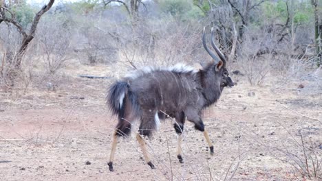 Antelope-is-walking-in-the-very-dry-and-bush-savanna-landscape