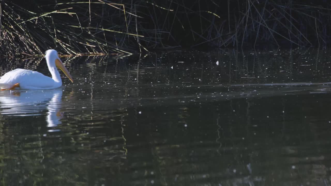 un pelícano blanco americano en la reserva de vida salvaje de sepulveda en busca de comida