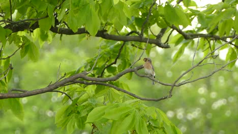 Bunter-Vogel-Mit-Einem-Wurm-Im-Schnabel,-Der-Auf-Einem-Ast-Sitzt