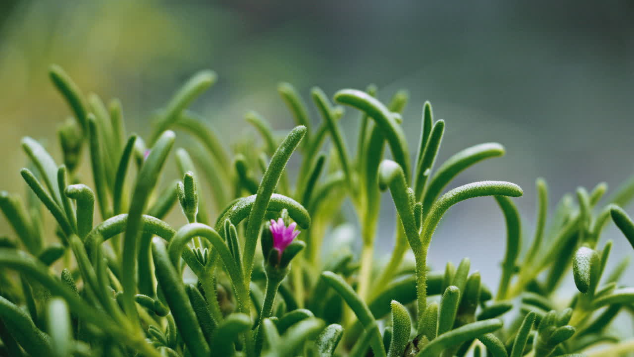 lapso de tiempo de las flores que crecen bajo la ventana durante el verano