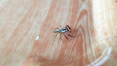 Un-Saltador-De-Dos-Rayas,-Un-Tipo-De-Araña-Que-Se-Encuentra-En-Entornos-Asiáticos-Boscosos-Que-Se-Arrastran-Alrededor-De-Una-Mesa-Al-Aire-Libre