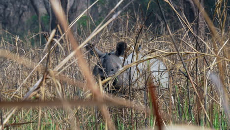 a one horned rhino partially concealed in the tall brown grass of the safari