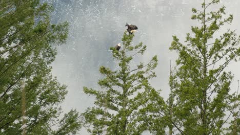 golden eagles stand perched on top of tree with misty snow mountains behind