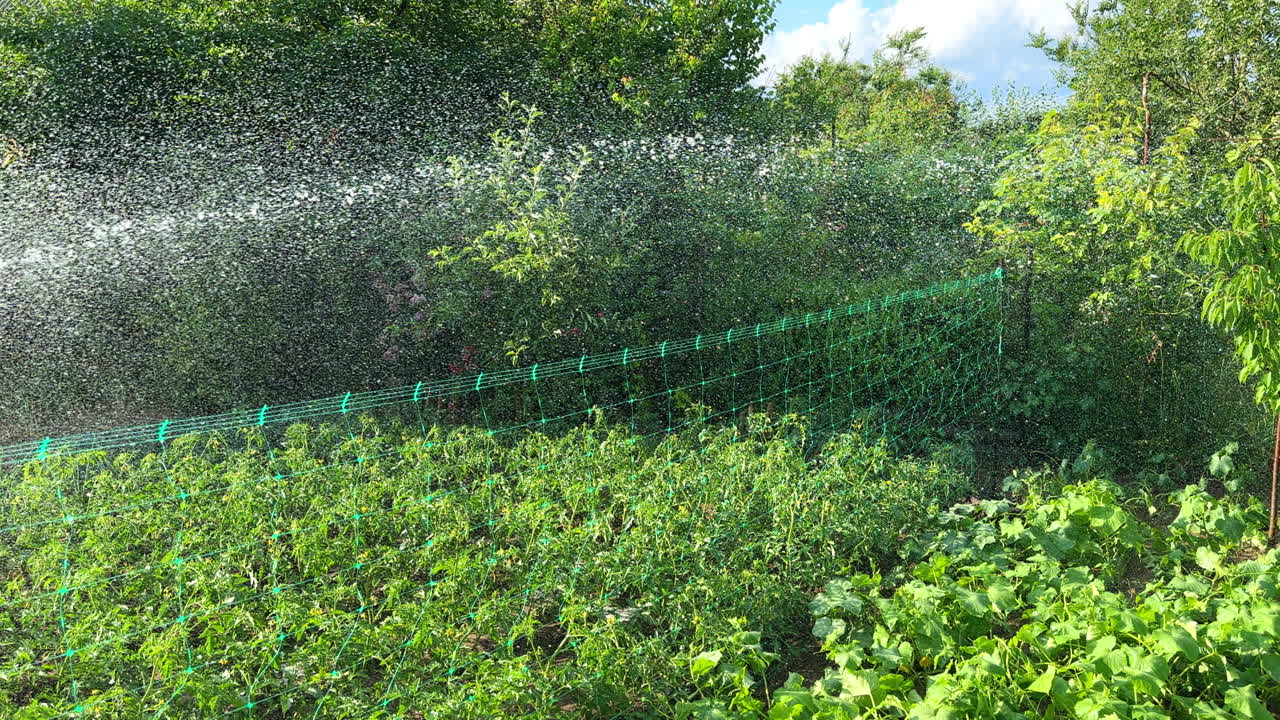 Vegetables growing in the orchard are watered from the hose. Hot sunny day in the farmland.