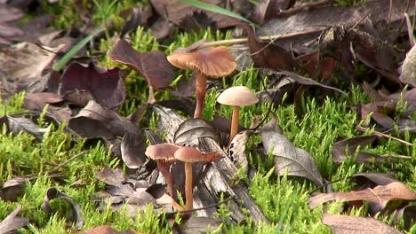 Small-orange-brown-toadstools-called-The-Deceiver-growing-on-the-side-of-a-track-where-there-are-fallen-leaves-and-moss