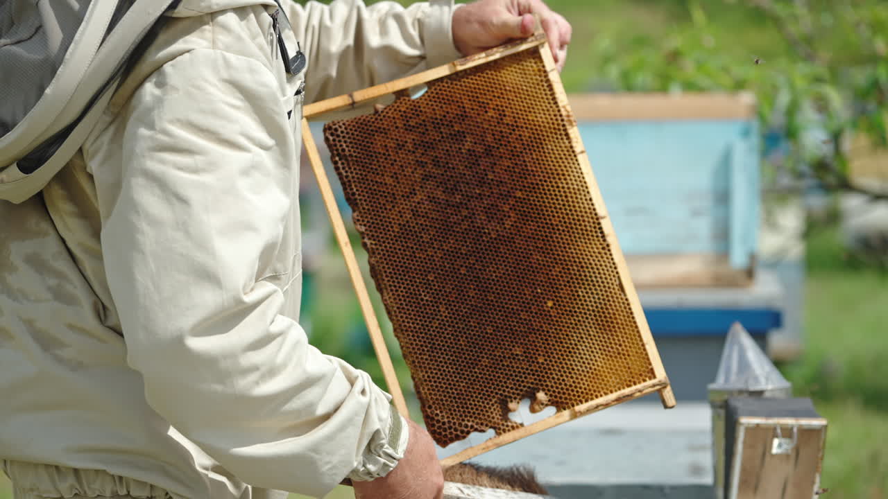 Beekeeper uses a long brush to shake off the bees from honeycomb. Apiarist working at his bee farm on sunny day.