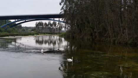 Panoramic-view-of-swans-gracefully-gliding-on-a-serene-lake,-as-the-camera-smoothly-follows-their-elegant-movements