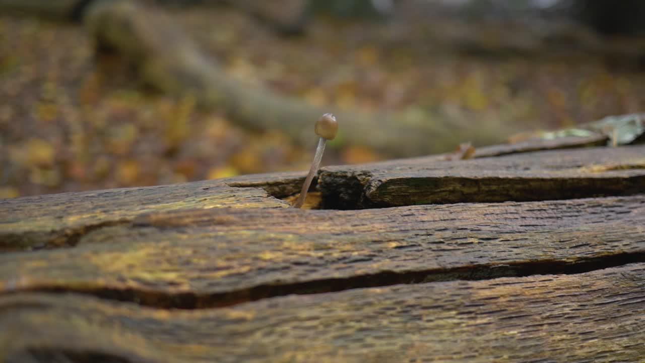 Сlose up shot of the trunk of a fallen tree, from the crevice of which a small mushroom grows