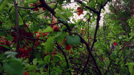 Rote-Baumblumen-Blühen-Im-Stadtpark-Gegen-Den-Himmel.-Meditative-Blumenszene