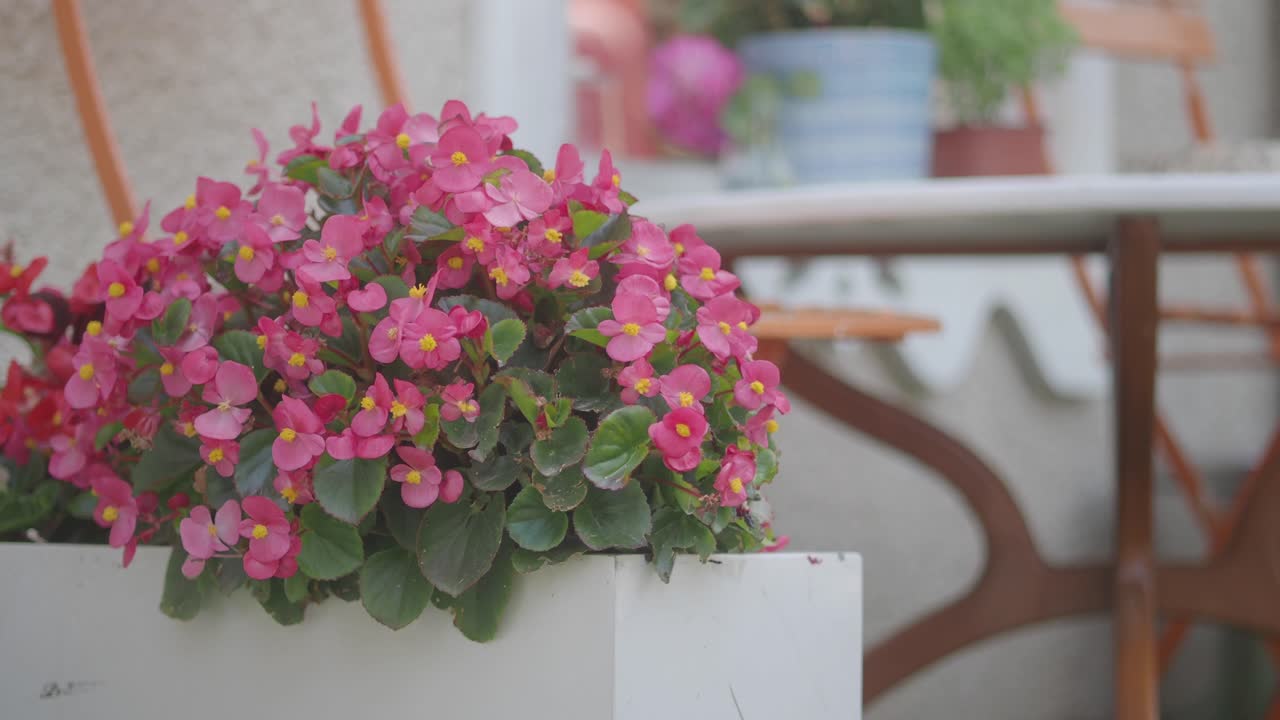 Closeup of a pink flower in a white planter on a patio with a table and chairs