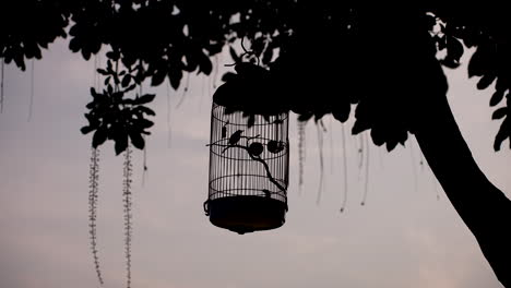 silhouetted view of a bird in a cage hanging on a tree