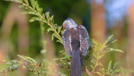 un pájaro posado en una rama frondosa con la espalda hacia la cámara en el parque nacional kruger