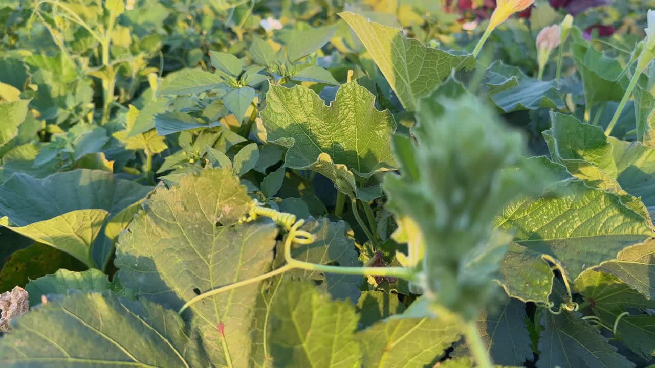 Tracking shot of Okra also known as lady's fingers growing in the field