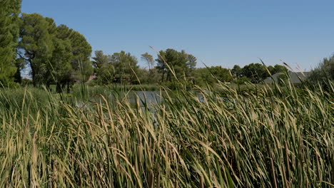 Lake-reeds-gently-blowing-in-the-wind-in-Lancaster,-California,-SLOW-MOTION-PAN