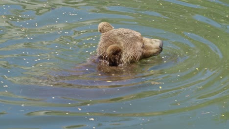 Lindo-Oso-Comiendo-Bocadillos-Mientras-Nada-En-Su-Piscina-Favorita