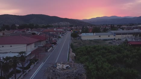 Cigüeña-Con-Bebés-Y-La-Puesta-De-Sol-Sobre-La-Montaña-De-Vorras-En-Grecia