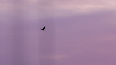 black bird flies through purple sky at sunset