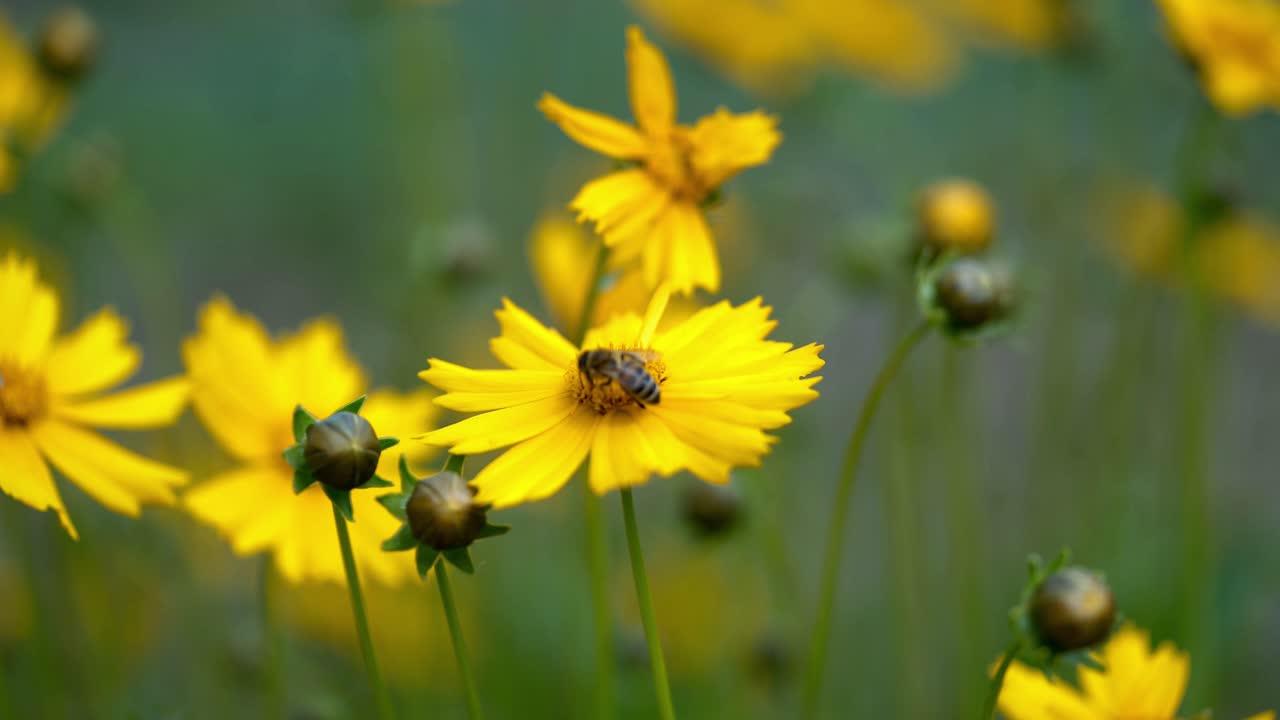 Honey bee collecting pollen on a bright yellow flower. Coreopsis.