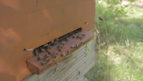 Bees-are-entering-wooden-box-of-beehive
