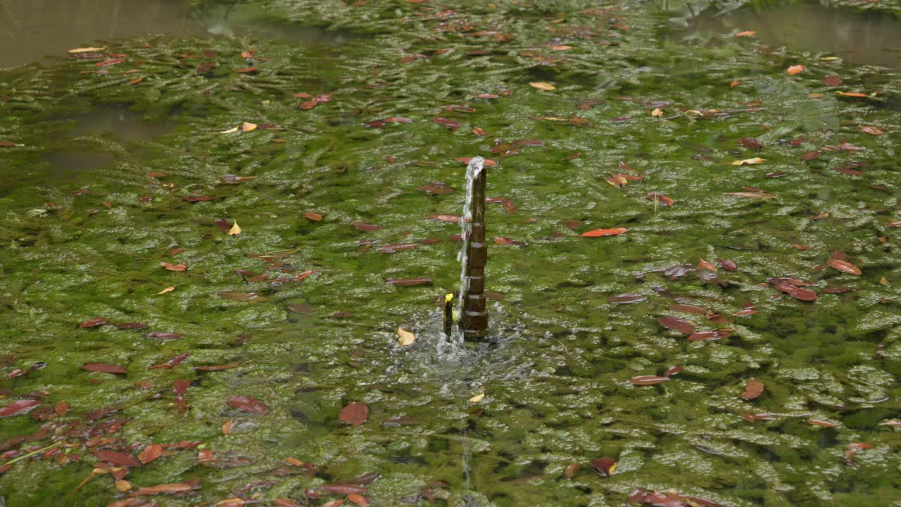 Leaking pipe in a pond surrounded by dead leaves and green algae in the water