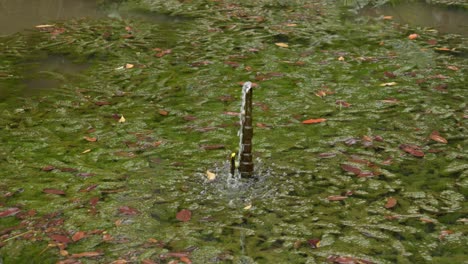 leaking pipe in a pond surrounded by dead leaves and green algae in the water