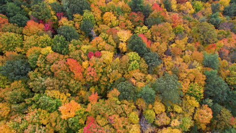 vista aérea a vista de pájaro del paisaje otoñal de cuento de hadas, colores vivos y densos del bosque, disparo de drones de arriba hacia abajo