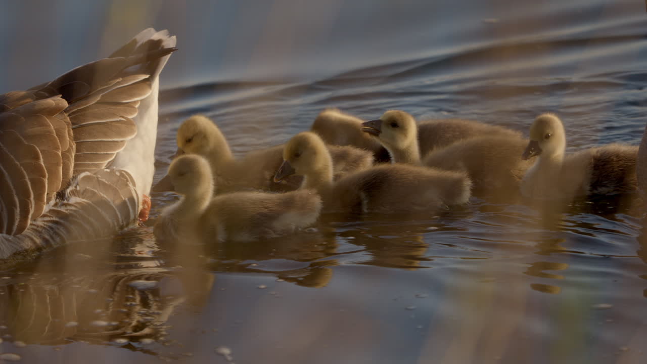 Slow-motion footage of goslings and their parents enjoying time near the pond in spring.