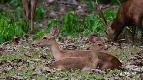 the eld's deer is an endangered species due to habitat loss and hunting