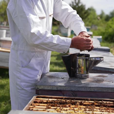 apiary in summer. chimney to protect from bees on a hive. apiarist in white suit putting wooden sawdust into a chimney