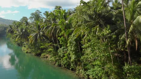 fly-by aerial drone shot from lush green native forest and palmtrees next to a big green river in the middle of the jungle 4k aerial side shot