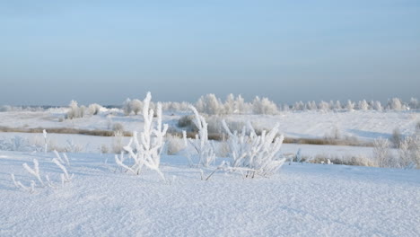 frozen winter landscape