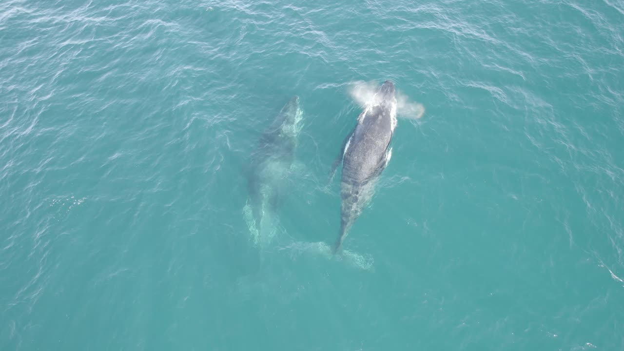 Humpback Whales Swimming In The Open Waters In The Coast Of Northern NSW In Australia
